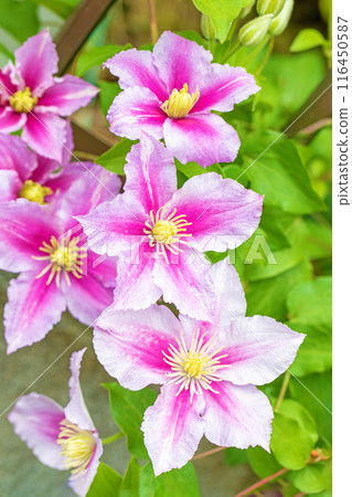 房子周圍鮮花盛開——各個季節——初夏時節，樹籬上盛開著紫色和白色的鐵線蓮花。 116450587