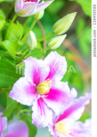 房子周圍鮮花盛開——各個季節——初夏時節,樹籬上盛開著紫色和白色的鐵線蓮花。 房子周圍鮮花盛開——各個季節——初夏時節,樹籬上盛開著紫色和白色的鐵線蓮花。 116450588