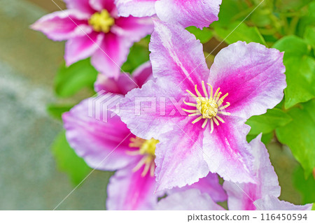 Flowers around the house, various in the four seasons. In early summer, large purple and white clematis flowers have bloomed on the fence. 116450594