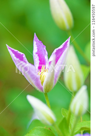 Flowers around the house, various in the four seasons. In early summer, large purple and white clematis flowers have bloomed on the fence. Flowers around the house, various in the four seasons. In early summer, large purple and white clematis flowers have bloomed on the fence. 116450597