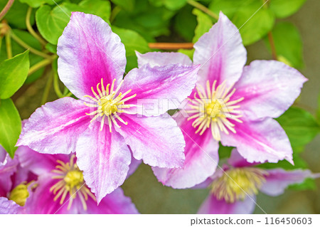 房子周圍鮮花盛開——各個季節——初夏時節,樹籬上盛開著紫色和白色的鐵線蓮花。 房子周圍鮮花盛開——各個季節——初夏時節,樹籬上盛開著紫色和白色的鐵線蓮花。 116450603