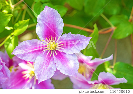 Flowers around the house, various in the four seasons. In early summer, large purple and white clematis flowers have bloomed on the fence. Flowers around the house, various in the four seasons. In early summer, large purple and white clematis flowers have bloomed on the fence. 116450610
