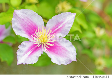 Flowers around the house, various in the four seasons. In early summer, large purple and white clematis flowers have bloomed on the fence. 116450611