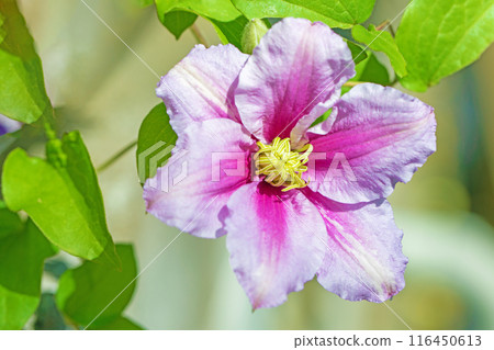房子周圍鮮花盛開——各個季節——初夏時節，樹籬上盛開著紫色和白色的鐵線蓮花。 116450613