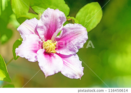 Flowers around the house, various in the four seasons. In early summer, large purple and white clematis flowers have bloomed on the fence. 116450614