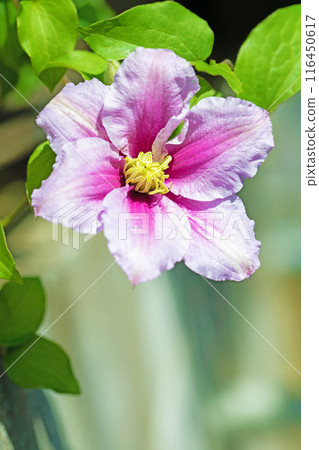 Flowers around the house, various in the four seasons. In early summer, large purple and white clematis flowers have bloomed on the fence. Flowers around the house, various in the four seasons. In early summer, large purple and white clematis flowers have bloomed on the fence. 116450617