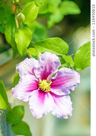 房子周圍鮮花盛開——各個季節——初夏時節,樹籬上盛開著紫色和白色的鐵線蓮花。 房子周圍鮮花盛開——各個季節——初夏時節,樹籬上盛開著紫色和白色的鐵線蓮花。 116450618