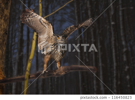 Eurasian eagle-owl in nature 116450823