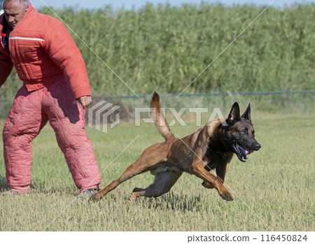 training of belgian shepherd 116450824