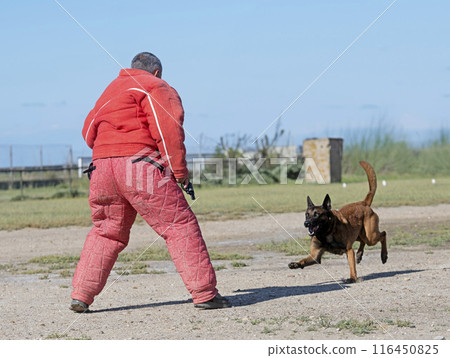 training of belgian shepherd 116450825