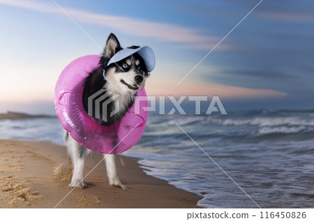 Pomsky in studio Pomsky in studio 116450826