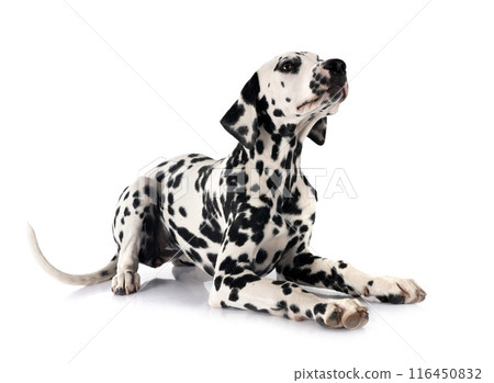 puppy dalmatian in studio puppy dalmatian in studio 116450832