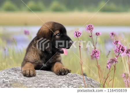 puppy Leonberger in nature puppy Leonberger in nature 116450839