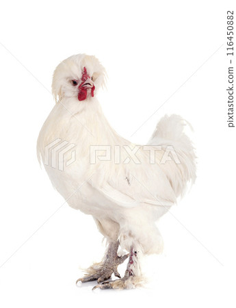 sultan chicken in studio 116450882