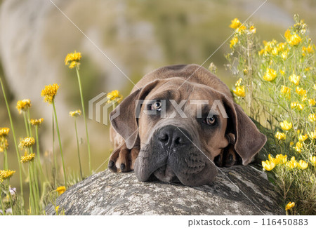 puppy cane corso puppy cane corso 116450883