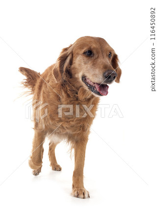 Golden retriever in studio Golden retriever in studio 116450892