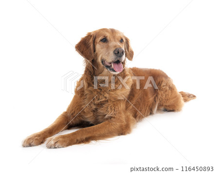 Golden retriever in studio Golden retriever in studio 116450893