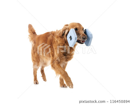 Golden retriever in studio Golden retriever in studio 116450894