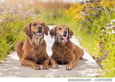 Golden retrievers in nature Golden retrievers in nature 116450895