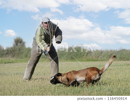 training of belgian shepherd training of belgian shepherd 116450914