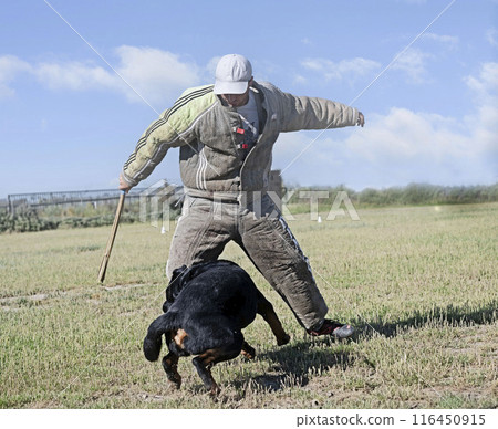 training of rottweiler training of rottweiler 116450915