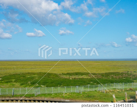 Groningen, Netherlands - August 9th 2023: Marshland used as an agricultural area Groningen, Netherlands - August 9th 2023: Marshland used as an agricultural area 116451031