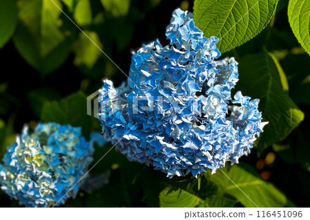 三角形藍色繡球花 三角形藍色繡球花 116451096