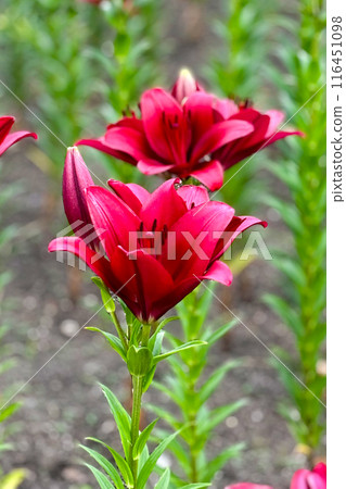 2 朵紅百合關閉 1 2 朵紅百合關閉 1 116451098