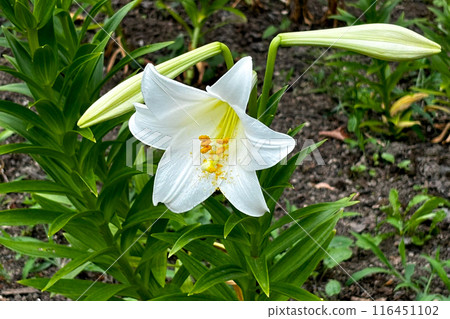 White lily 116451102