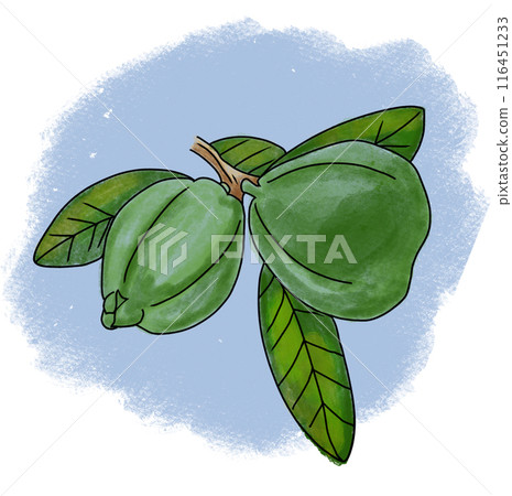 The guava fruit drawing png image 116451233