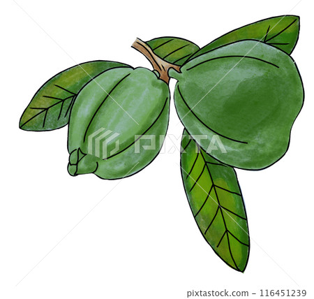 The guava fruit drawing png image 116451239