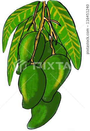 The green mango drawing png image The green mango drawing png image 116451240
