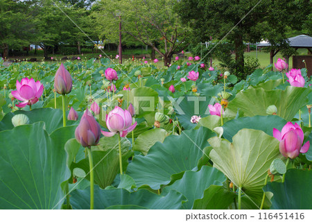 Ancient lotus no Sato Ancient lotus no Sato 116451416