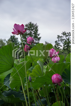 Ancient lotus no Sato 116451427