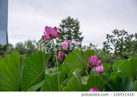 Ancient lotus no Sato 116451428