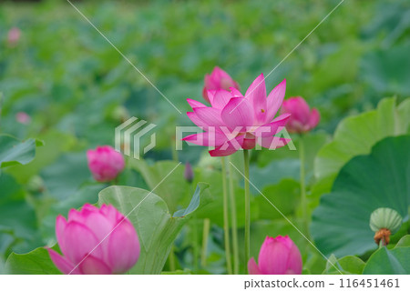 古蓮花沒佐藤 古蓮花沒佐藤 116451461