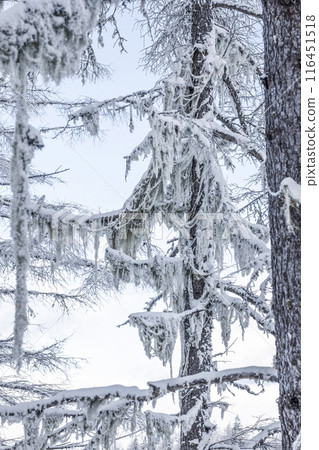 Snowy landscape of the plateau 116451518