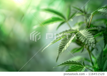 Close-Up of Cannabis Leaves with Visible Veins in Natural Light 116451520