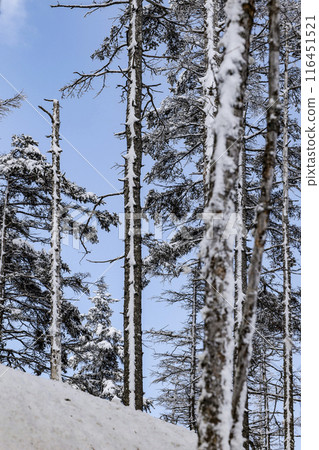 Snowy landscape of the plateau 116451521