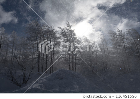 逆光下漂浮的雪景(美原公園近海線) 逆光下漂浮的雪景(美原公園近海線) 116451556
