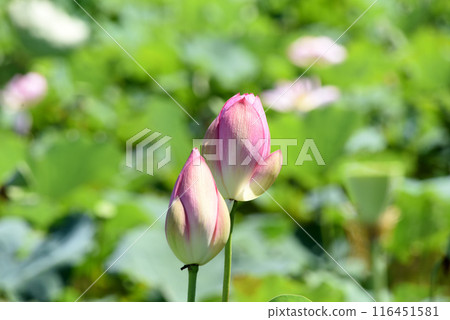 Lotus flower  116451581