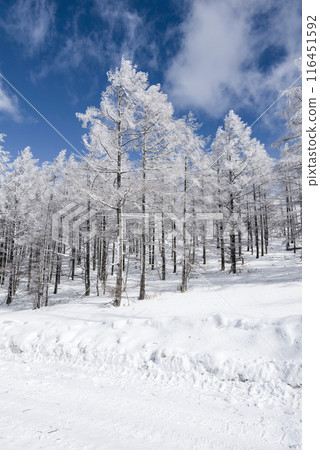 Snow scenery along the coast of Utsukushigahara Park (Prefectural Route 62) Snow scenery along the coast of Utsukushigahara Park (Prefectural Route 62) 116451592