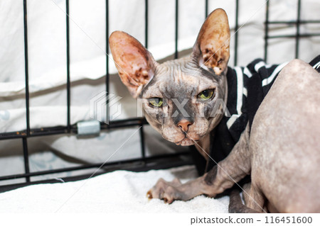 A hairless cat wearing a shirt is lying inside a cage by the window A hairless cat wearing a shirt is lying inside a cage by the window 116451600