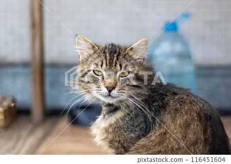 A cat is sitting on a wooden floor, gazing at the camera with curiosity A cat is sitting on a wooden floor, gazing at the camera with curiosity 116451604