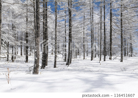 Snow scenery along the coast of Utsukushigahara Park (Prefectural Route 62) Snow scenery along the coast of Utsukushigahara Park (Prefectural Route 62) 116451607