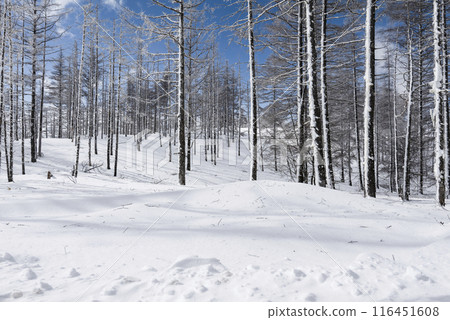 Snow scenery along the coast of Utsukushigahara Park (Prefectural Route 62) Snow scenery along the coast of Utsukushigahara Park (Prefectural Route 62) 116451608