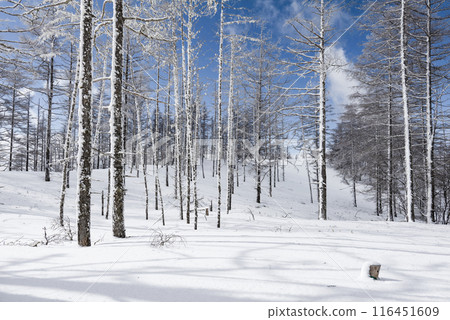 美原公園隱岐線(縣道62號線)沿線的雪景 美原公園隱岐線(縣道62號線)沿線的雪景 116451609