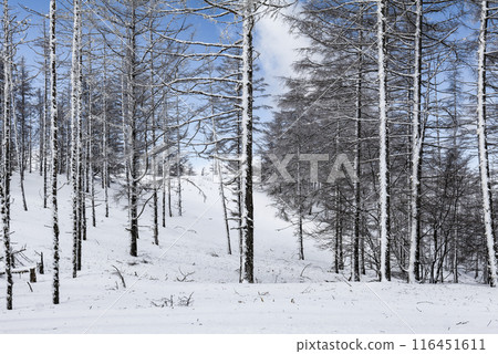 Snow scenery along the coast of Utsukushigahara Park (Prefectural Route 62) Snow scenery along the coast of Utsukushigahara Park (Prefectural Route 62) 116451611