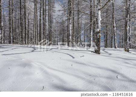 Snow scenery along the coast of Utsukushigahara Park (Prefectural Route 62) Snow scenery along the coast of Utsukushigahara Park (Prefectural Route 62) 116451616
