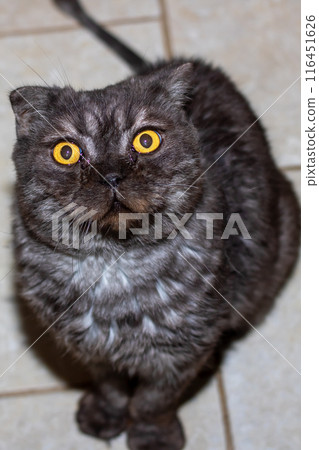A gray cat with striking yellow eyes gazes up at the camera A gray cat with striking yellow eyes gazes up at the camera 116451626